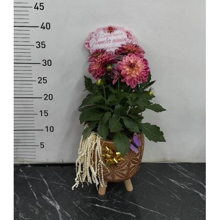 ayaklı saksı da dahlia (Yıldız Çiçeği)